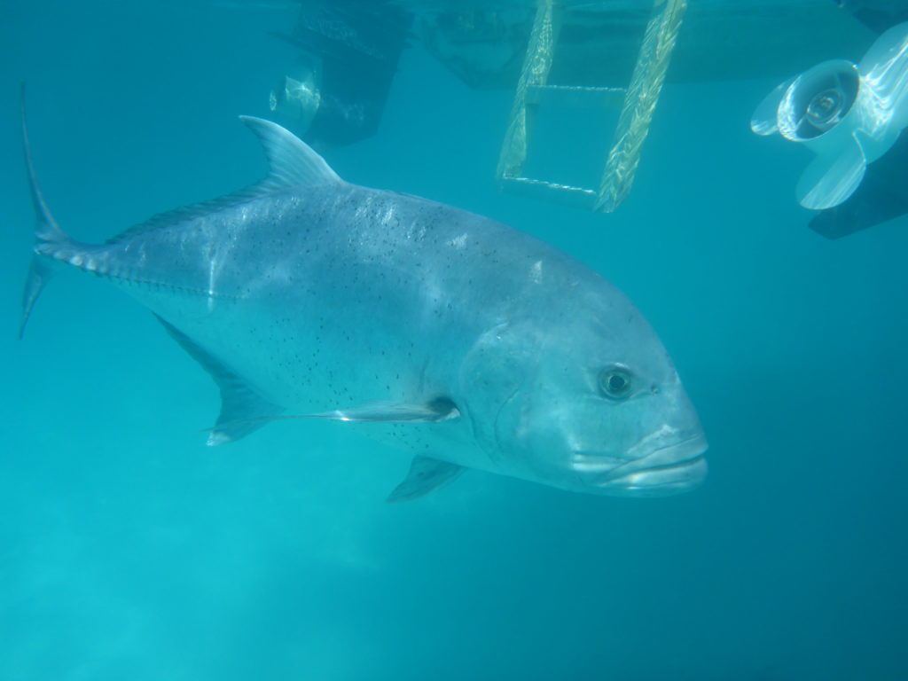 Giant trevally, Aitutaki lagoon