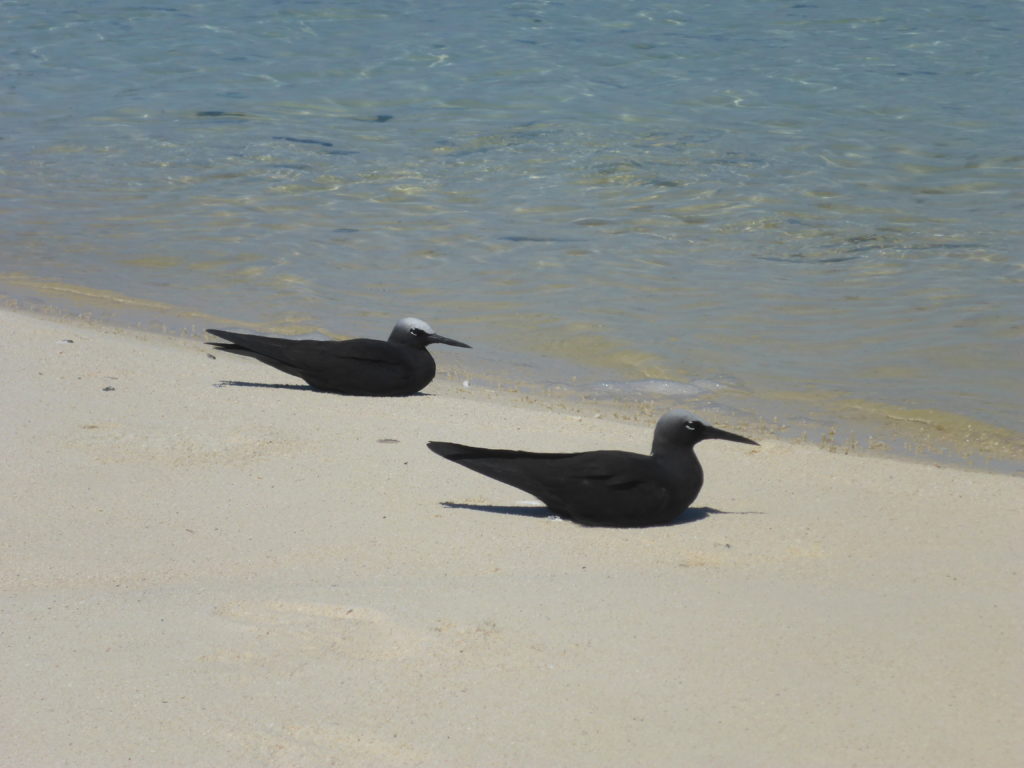 Black noddies, Maina sandbar, Aitutaki