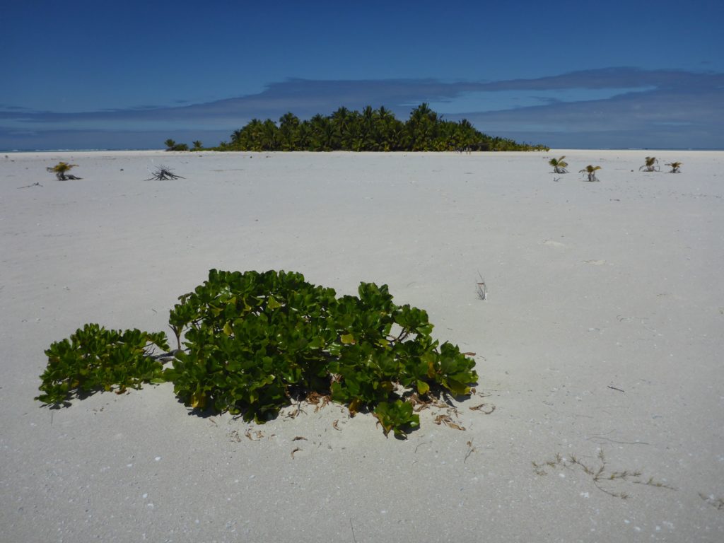 A real desert isalnd: Maini, Aitutaki lagoon