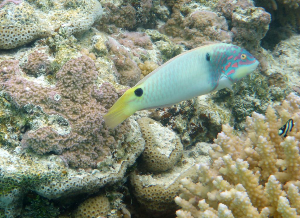 Small wrasse species, Aitutaki lagoon