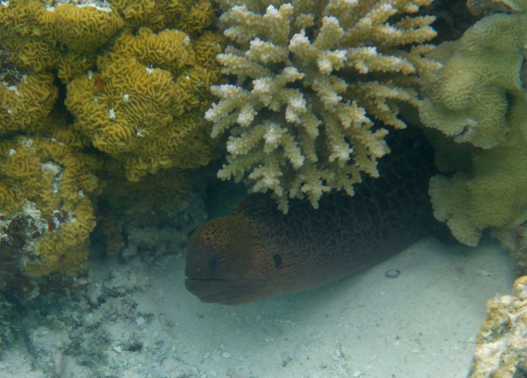 Giant moray eel (Gymnothorax javanicus), Aitutaki lagoon