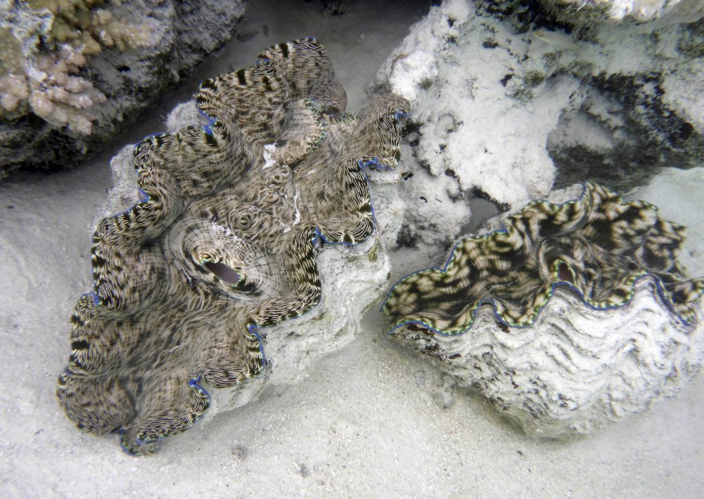 Giant clams (Tridacna gigas), Aitutaki lagoon