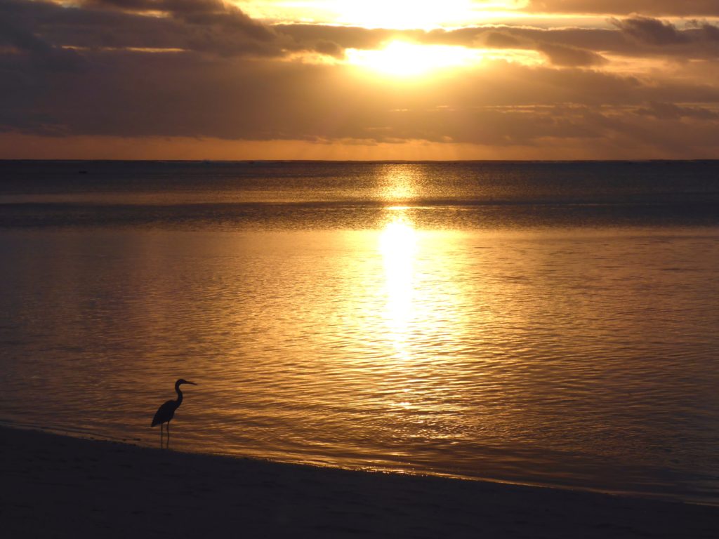 Reef heron at sunset, Amuri beach (Matriki, Aitutaki)