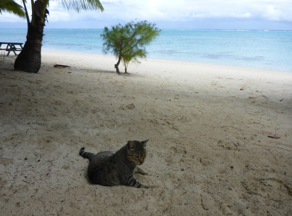 Tiger the cat relaxing on the beach at Matriki, Aitutaki