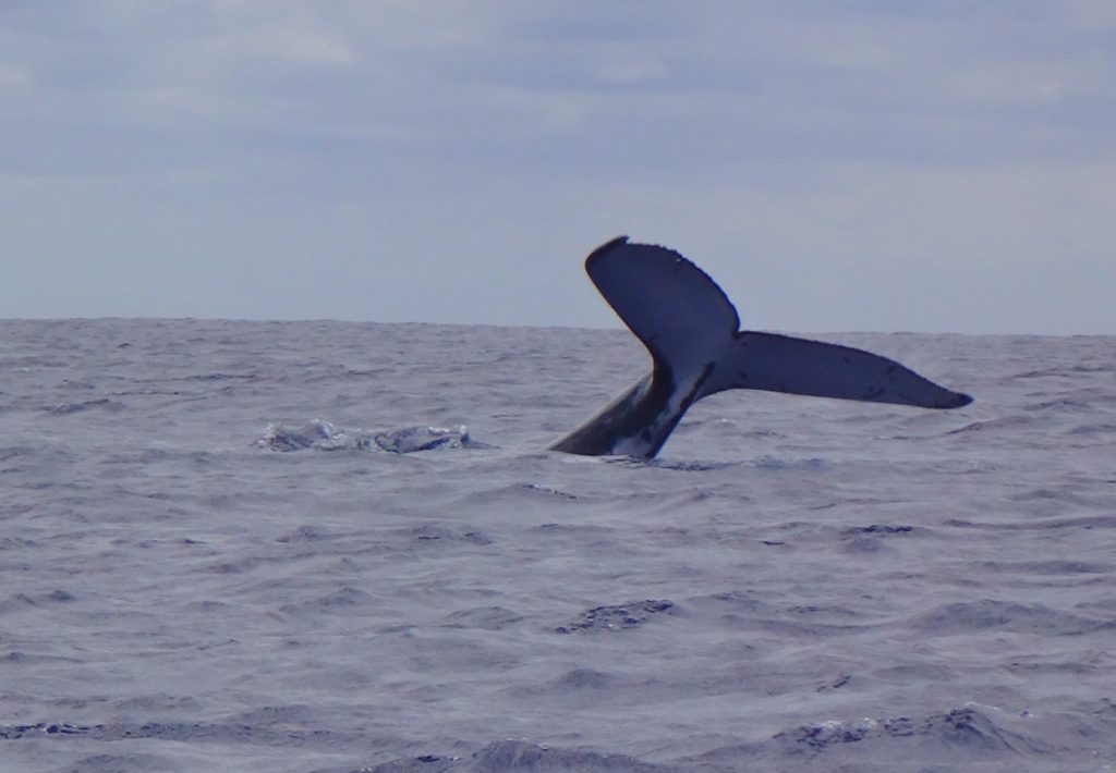 Humpback whale tail flukes at ocean surface, off the coast of Aitutaki