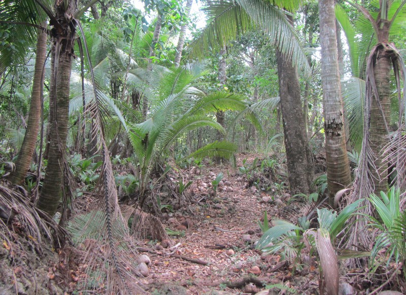 Scrub forest on the makatea, Atiu (the Cook Islands)