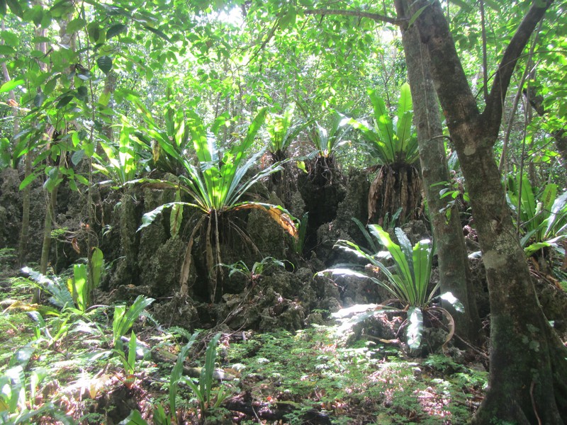 Trees and ferns growing out of the makatea (ancient coral) in the interior of Atiu, Cook Islands