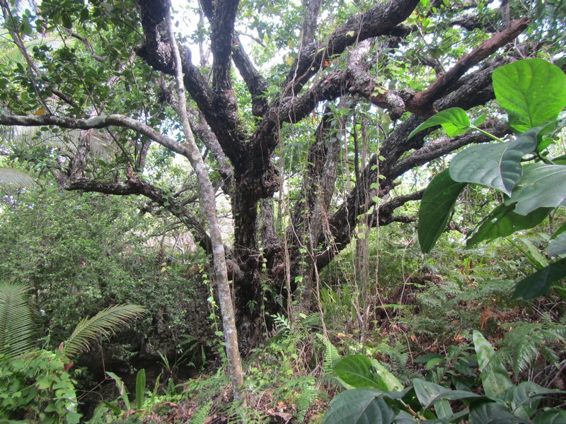Polynesian mahogany tree (Calophyllum inophyllum) growing in makatea forest on Atiu, in the Cook Islands