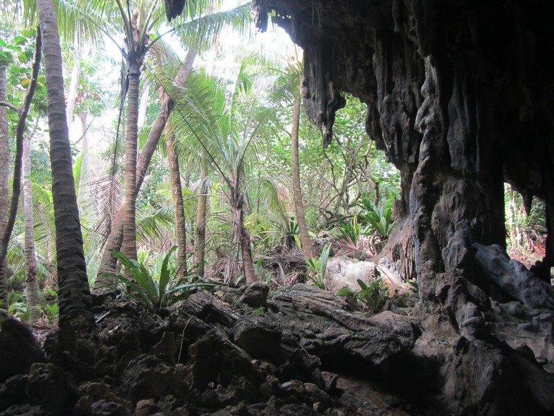 View out into the forest from Anatakitaki Cave, Atiu (the Cook Islands).