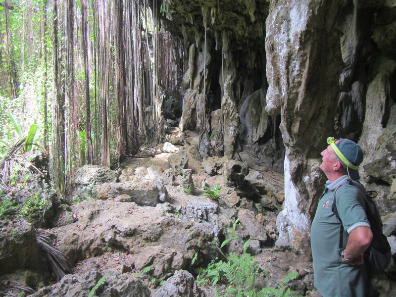 Banyan tree roots (Ficus benjamina) growing through limestone into Anatakitaki Cave, Atiu (the Cook Islands).