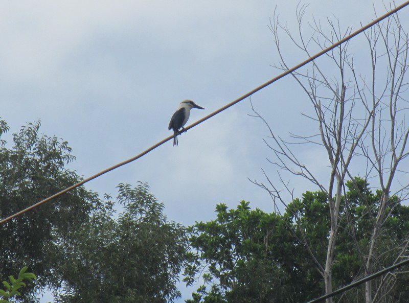 Ngōtare, a chattering kingfisher (Todiramphus tuta), on Atiu in the Cook Islands